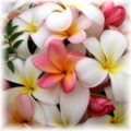 Frangipani